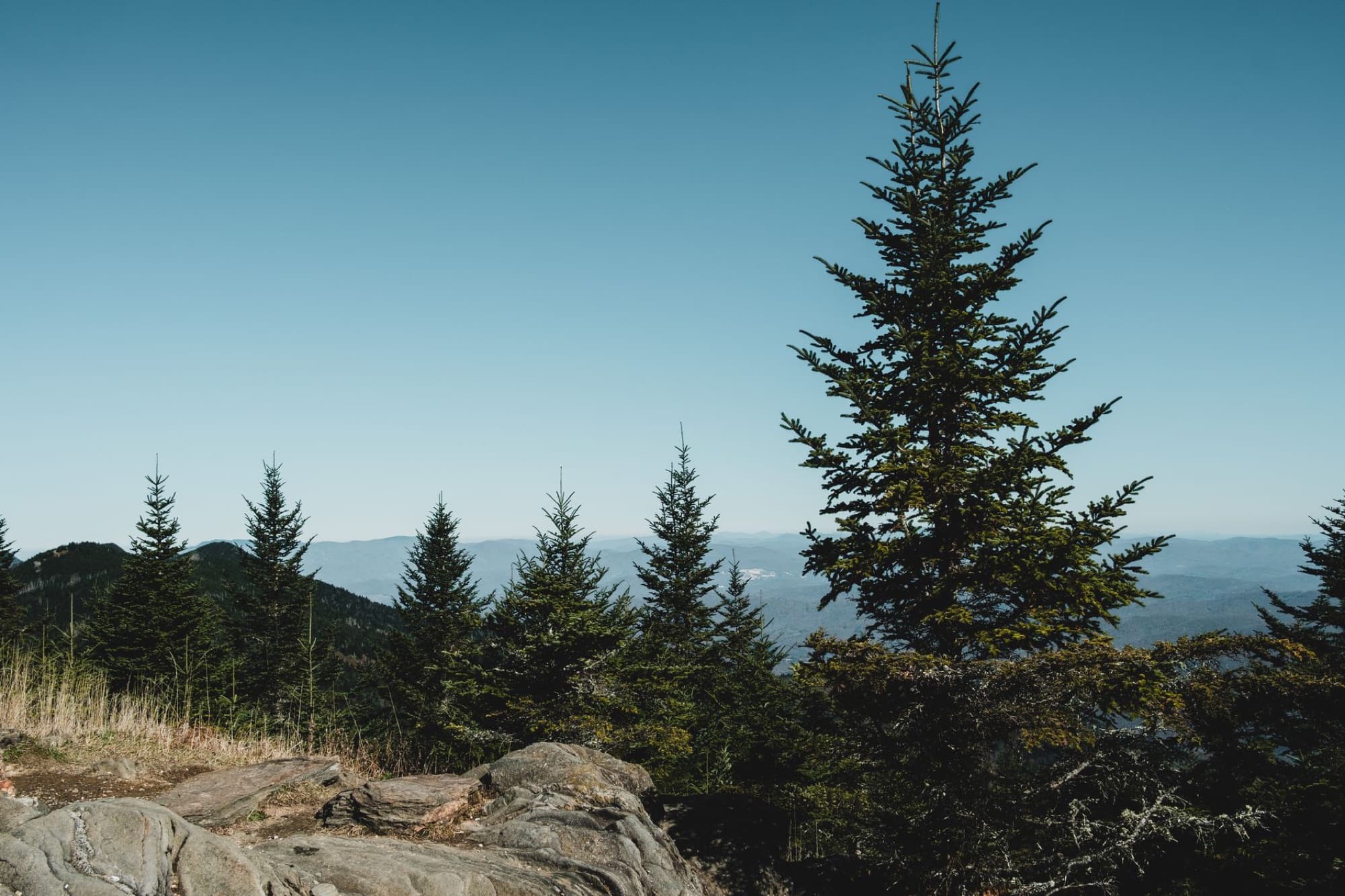 Beautiful mountain view with pine trees under a clear blue sky in Asheville, NC.