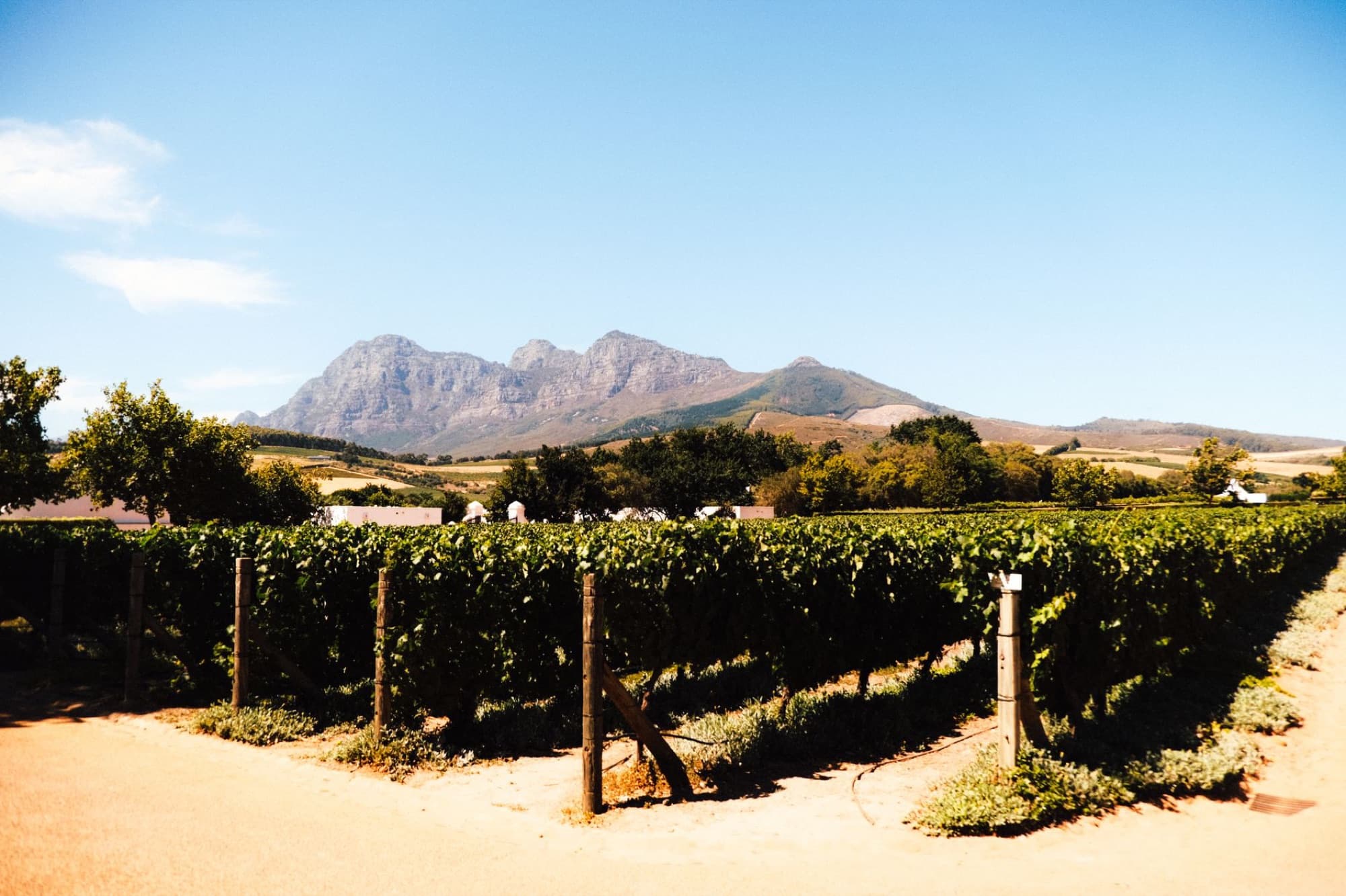 Lush vineyard with mountain range backdrop under a clear sky.