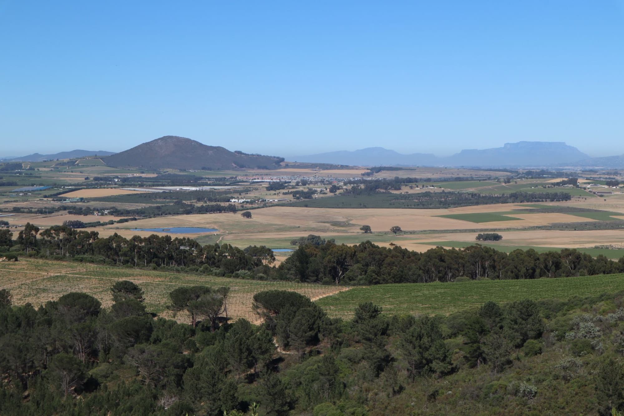 A picturesque vineyard view featuring lush fields and distant mountains under a clear blue sky.
