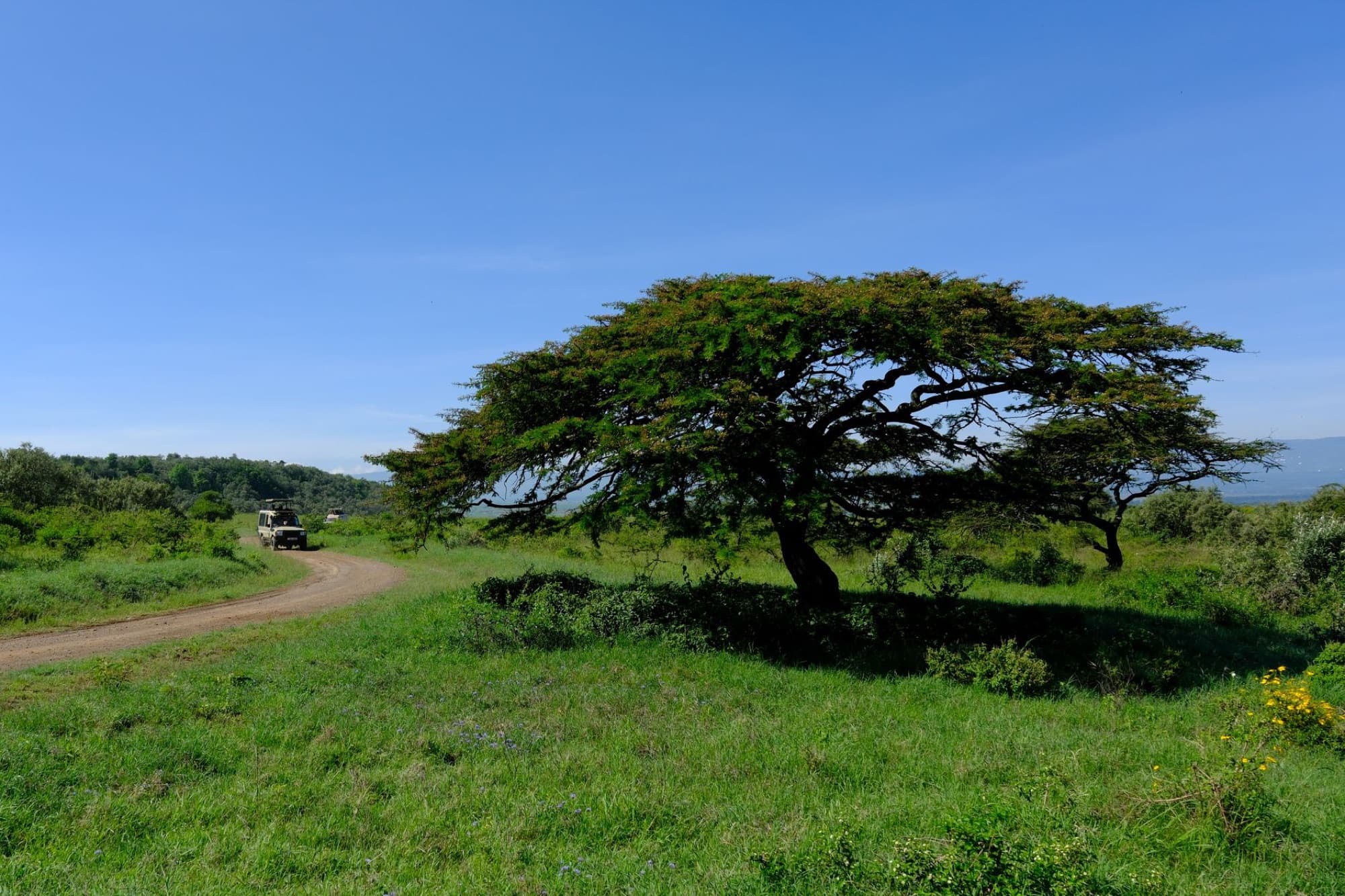 Lush landscape with an acacia tree and safari vehicle in Nakuru, Kenya.