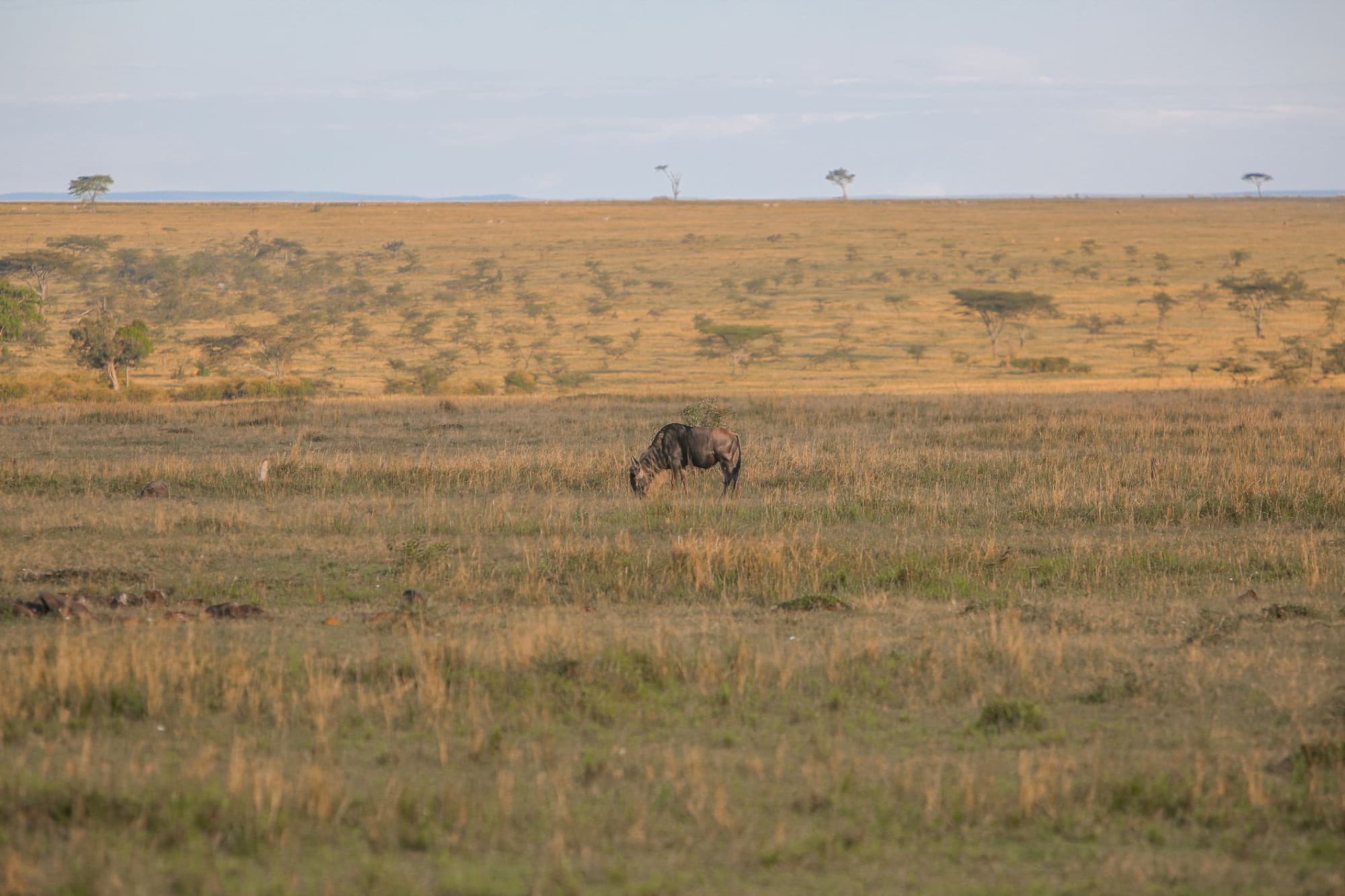 A lone wildebeest grazes peacefully in the expansive Kenyan savannah at sunset.