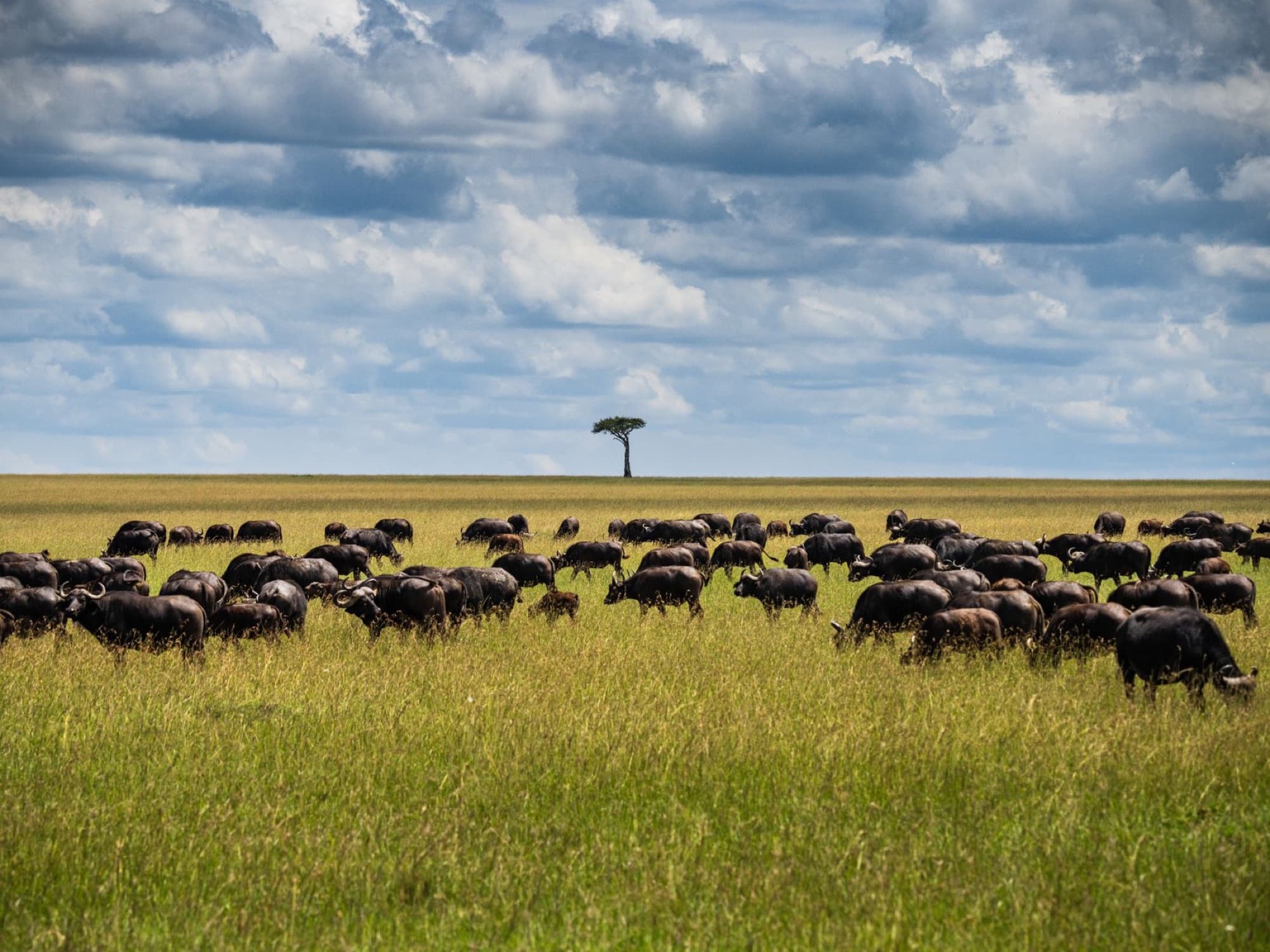 African buffalo herd grazing in the vast sunny savannah under cloud-filled skies in Kenya.