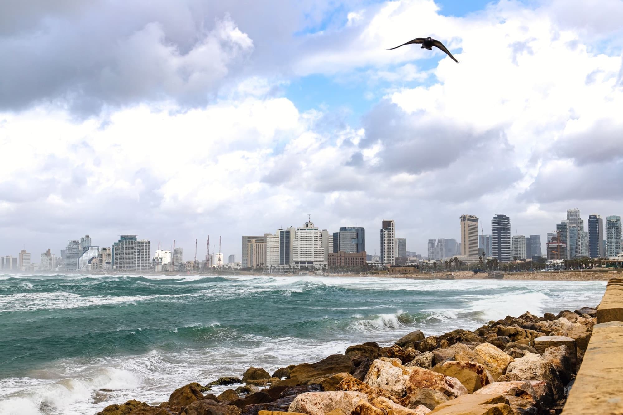 A scenic view of Tel Aviv's modern skyline and rocky coastline with a bird flying overhead.