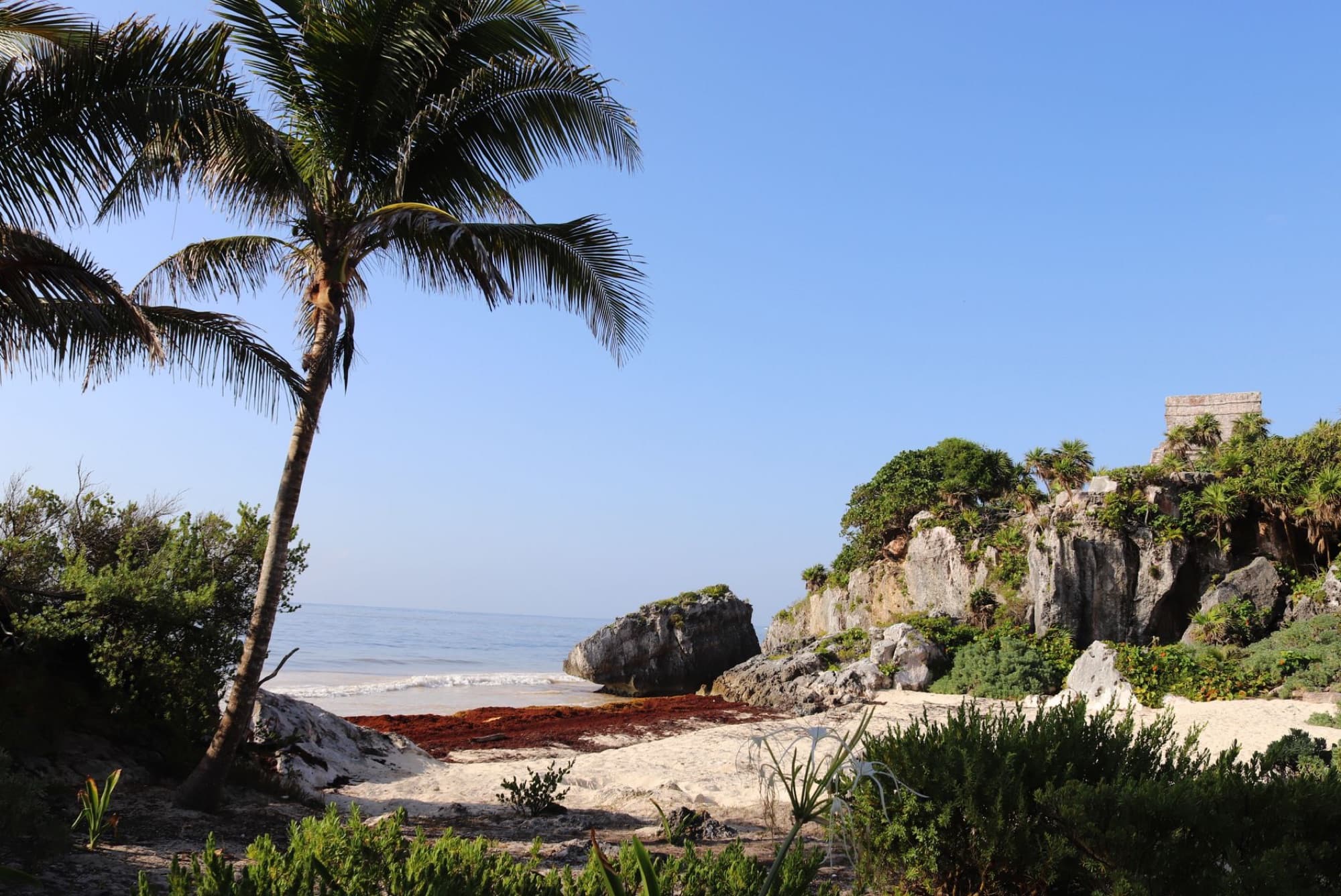 Scenic view of Tulum beach with palm tree and rocky coastline, perfect tropical vacation spot.