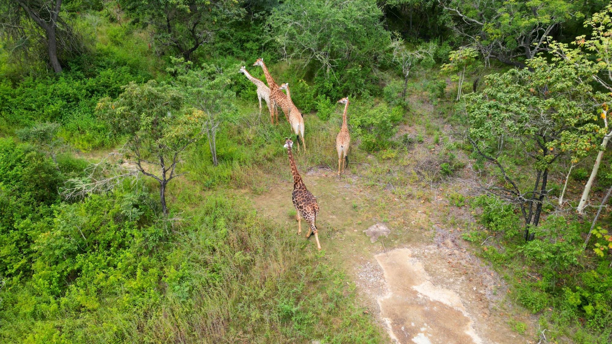 Aerial shot of giraffes roaming lush green savanna in Zimbabwe's wilderness.
