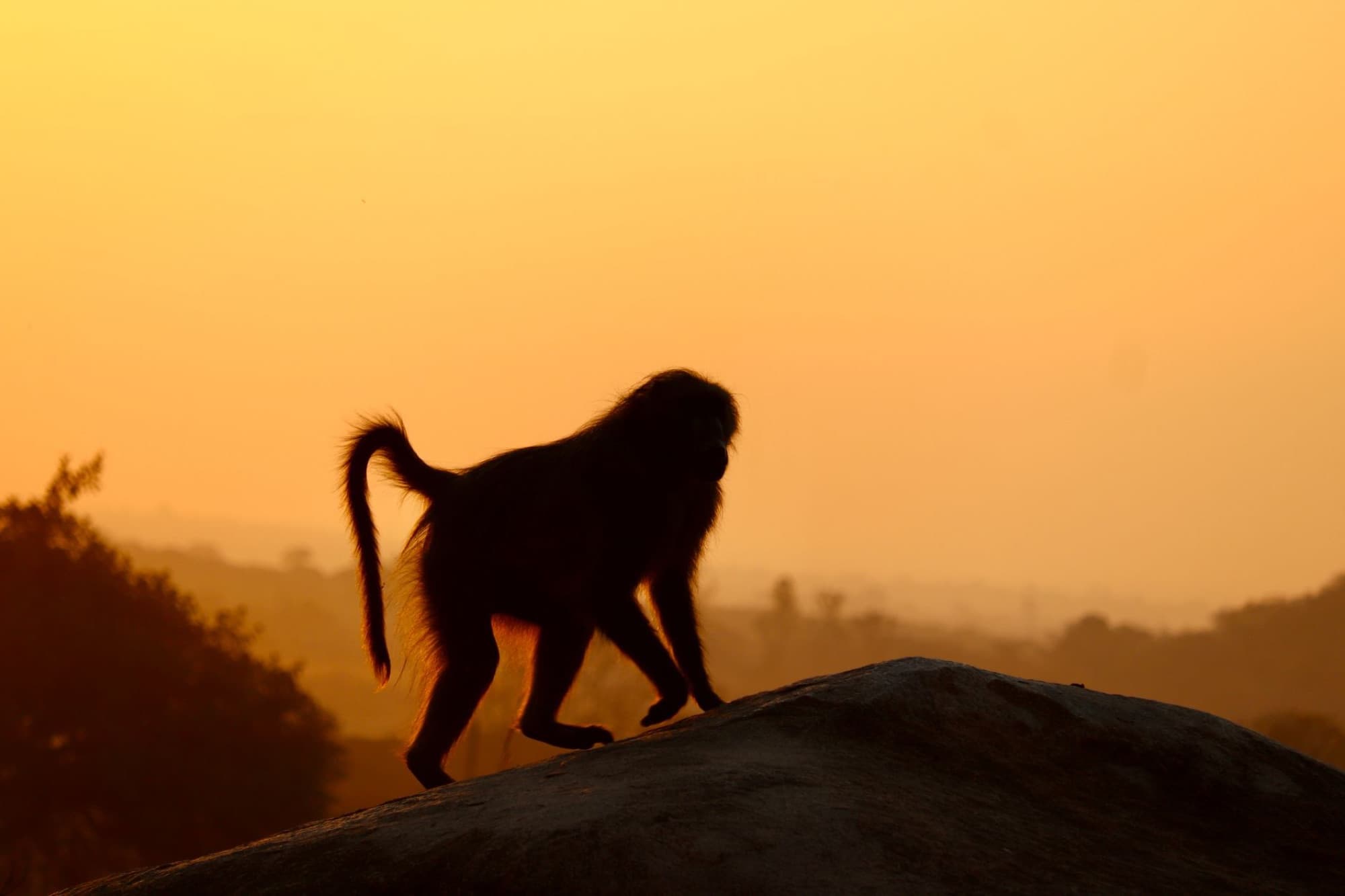 A baboon silhouette on a rocky terrain under a stunning Zimbabwe sunset.