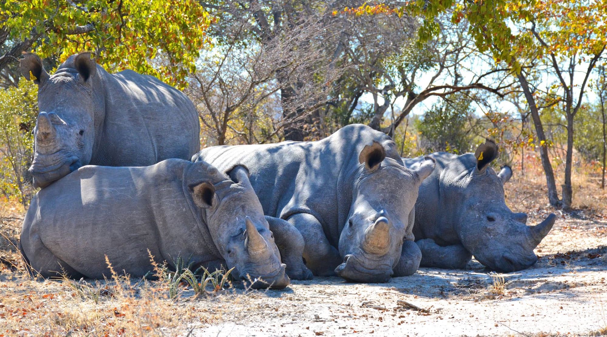 Four Cape white rhinos resting under trees in a natural habitat, showcasing endangered wildlife in Zimbabwe.